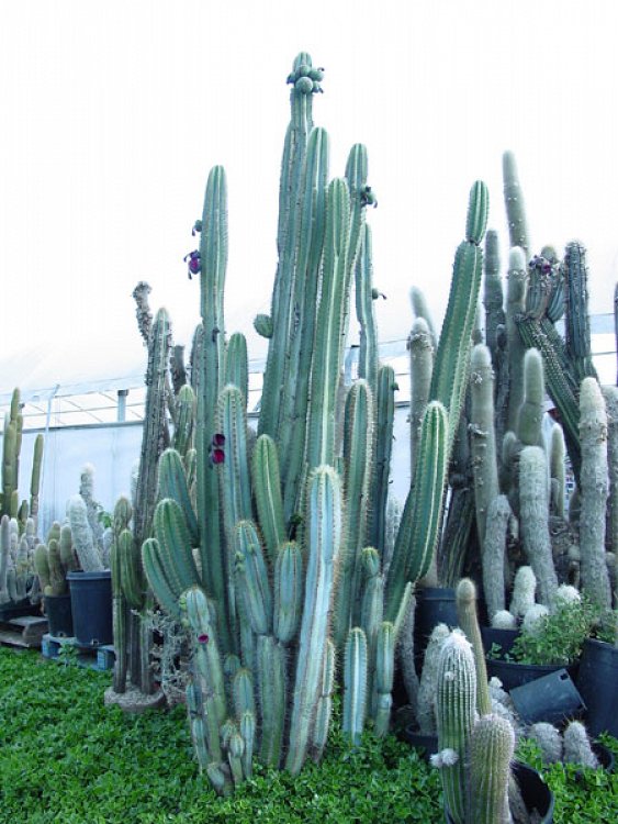 Pilosocereus Pachycladus Fytopromitheytikigr 9414